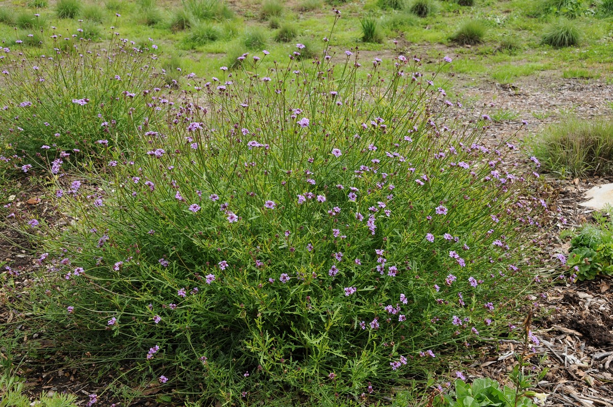 Image of Glandularia lilacina specimen.