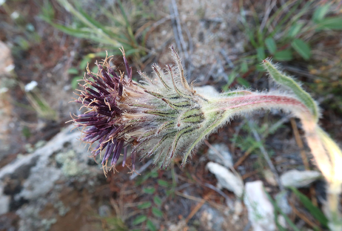 Image of Saussurea schanginiana specimen.