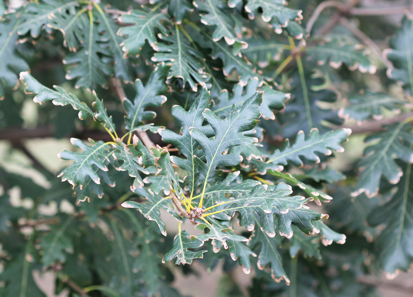 Image of genus Quercus specimen.