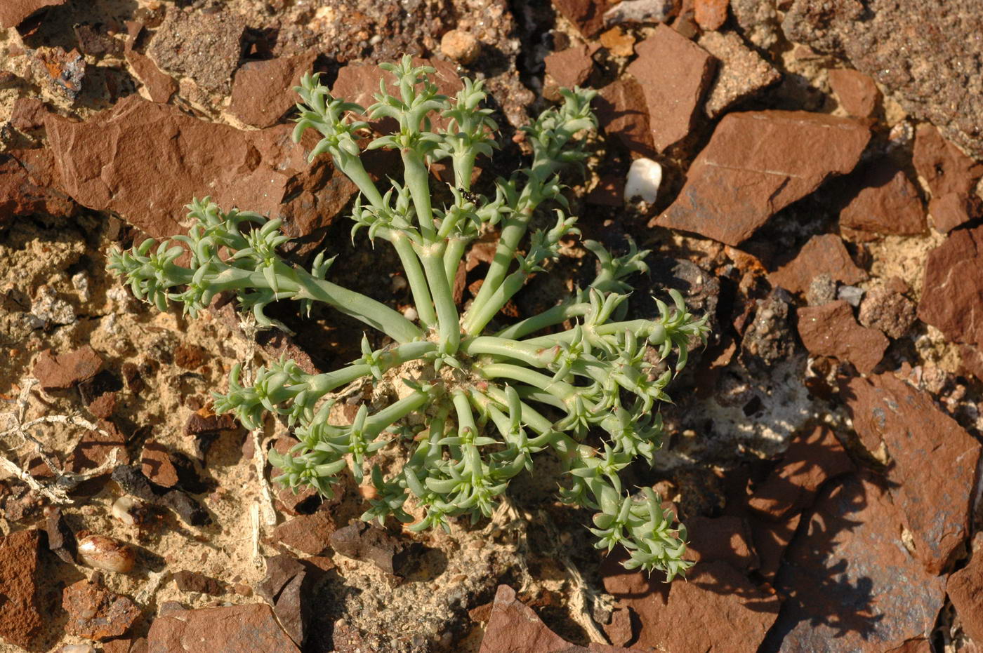 Image of Anabasis eriopoda specimen.