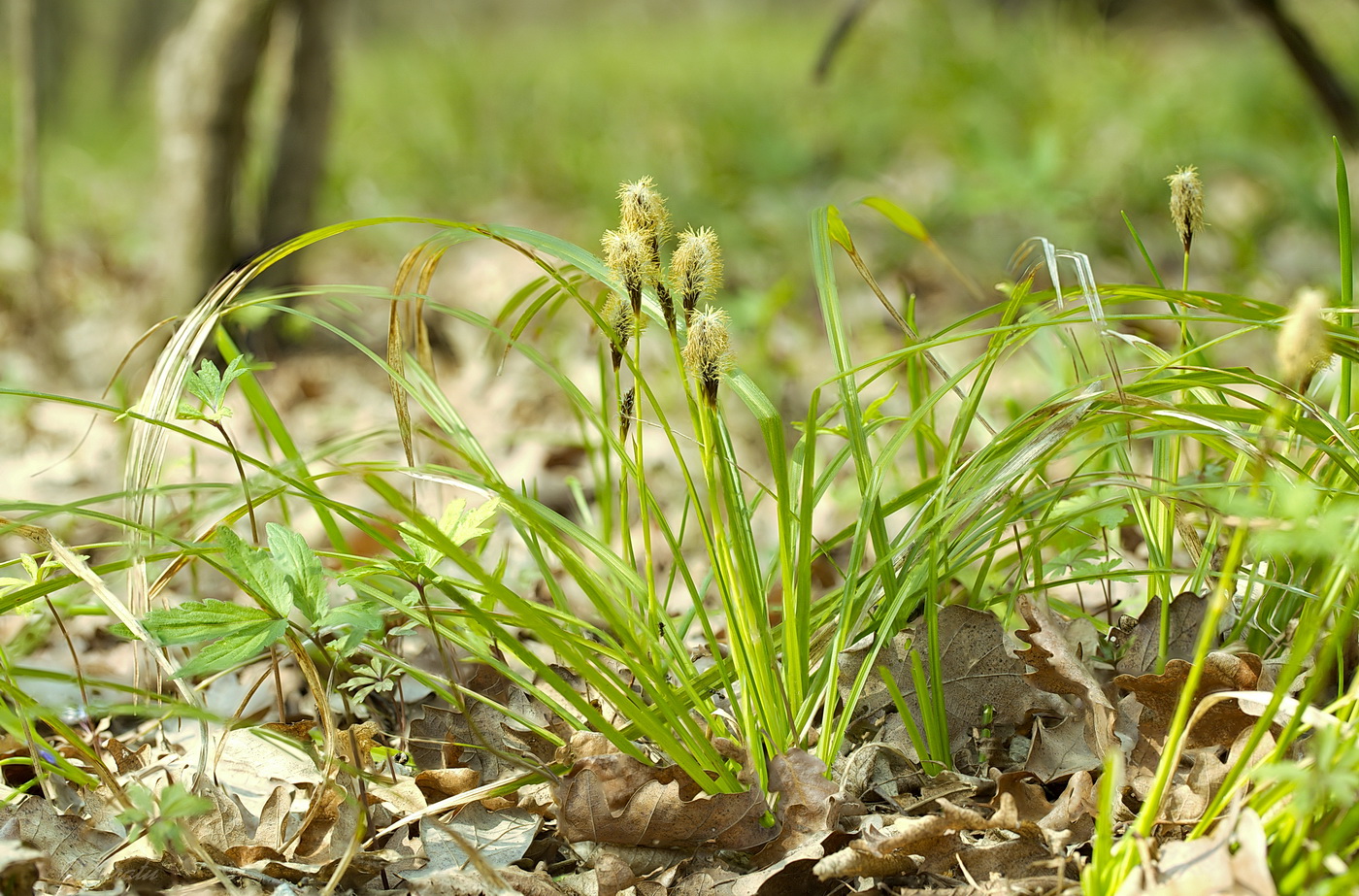 Изображение особи Carex brevicollis.