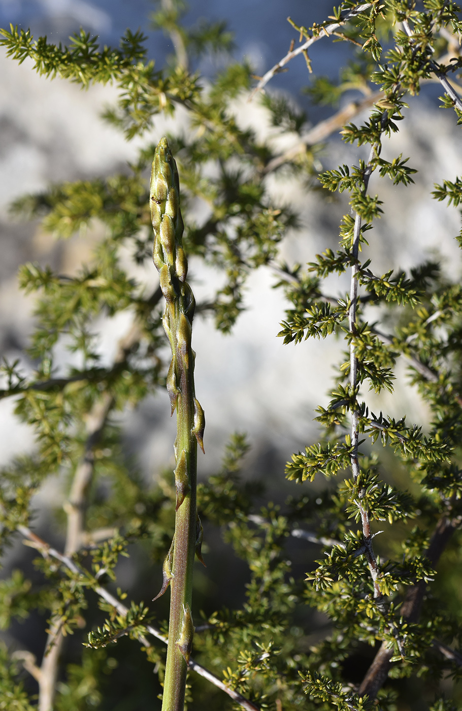 Image of Asparagus acutifolius specimen.