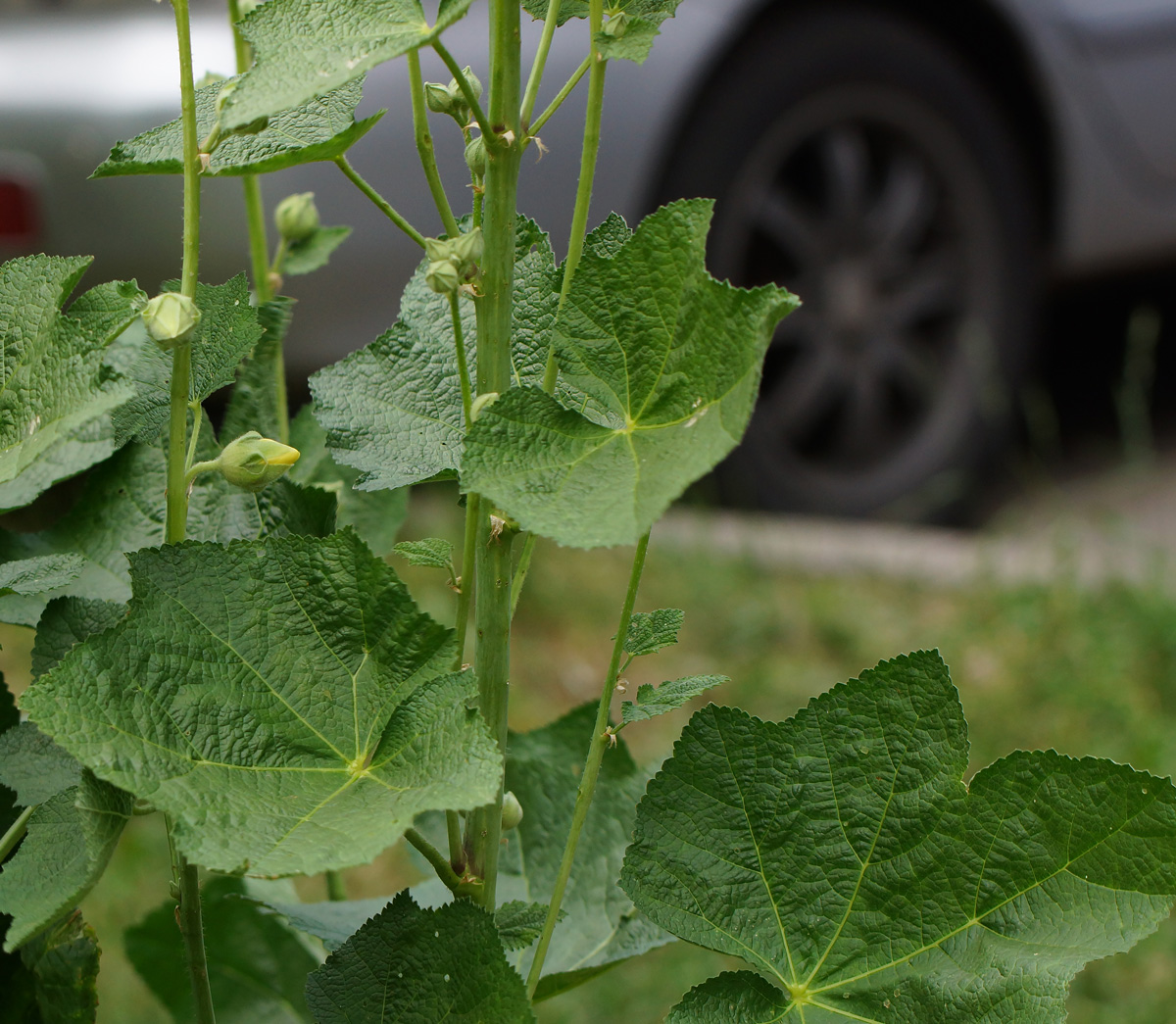 Image of Alcea rugosa specimen.