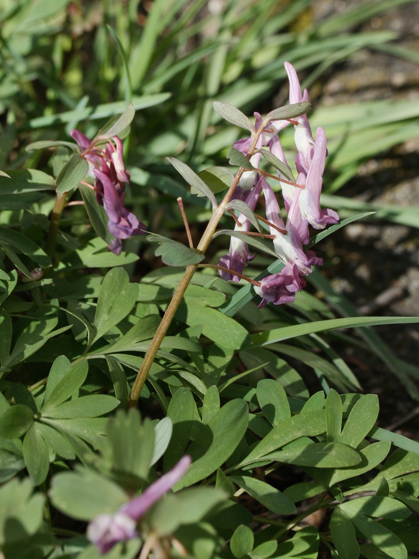 Изображение особи Corydalis solida.