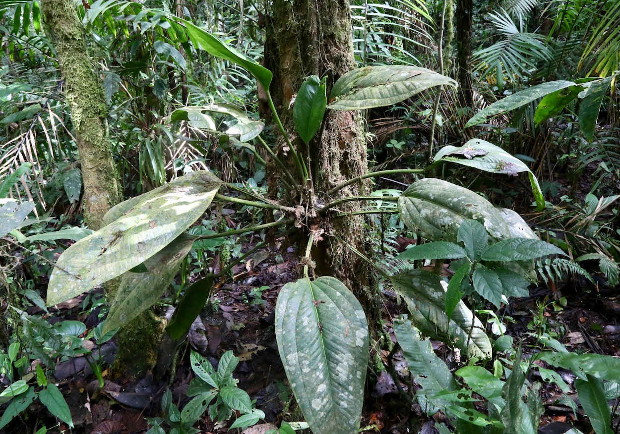 Image of Anthurium ovatifolium specimen.