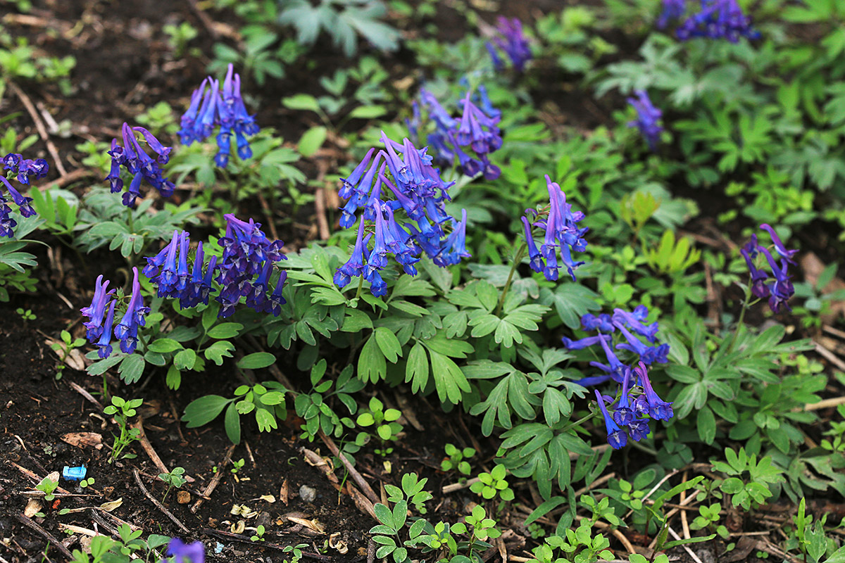 Изображение особи Corydalis turtschaninovii.