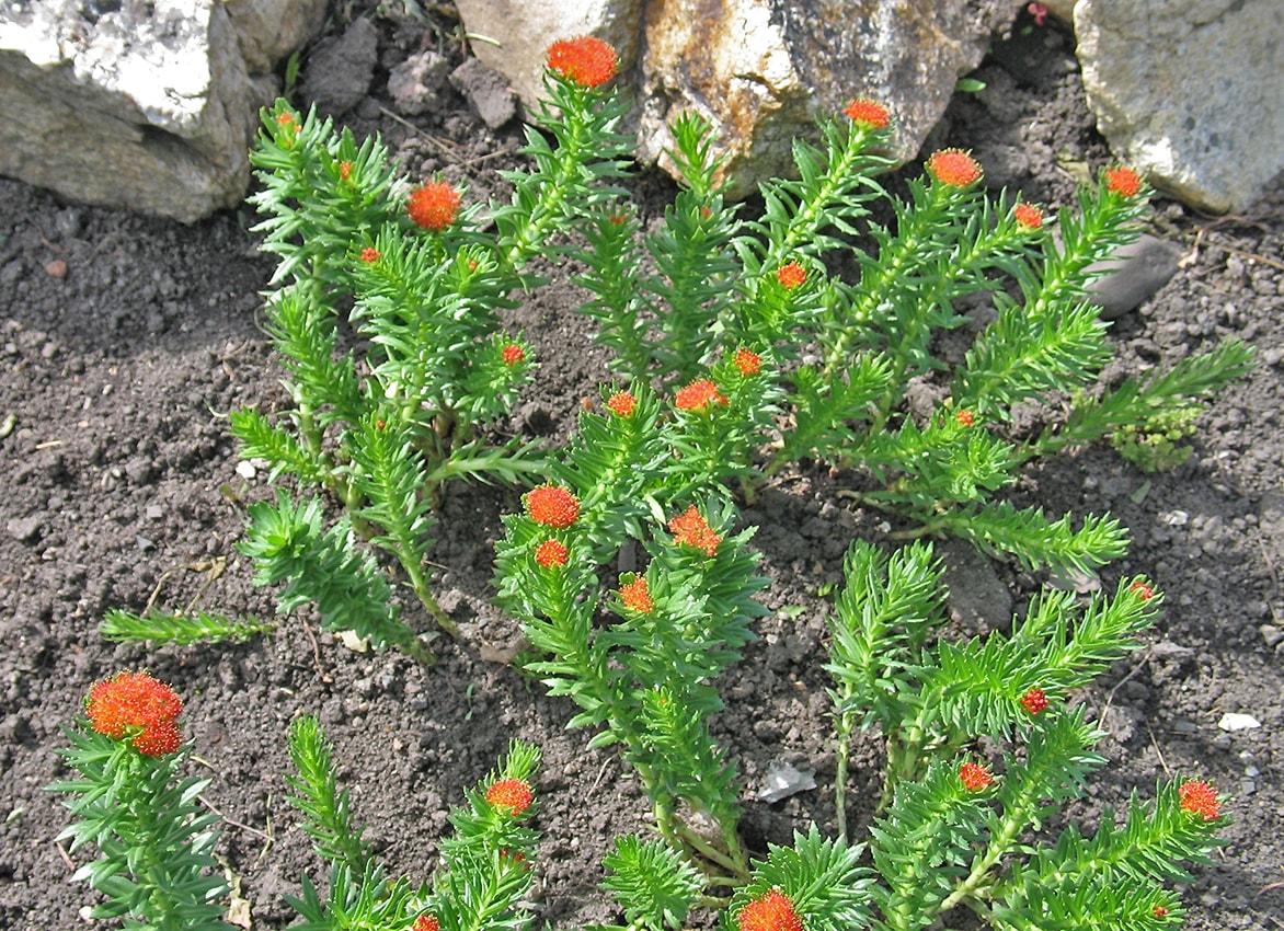 Image of Rhodiola linearifolia specimen.