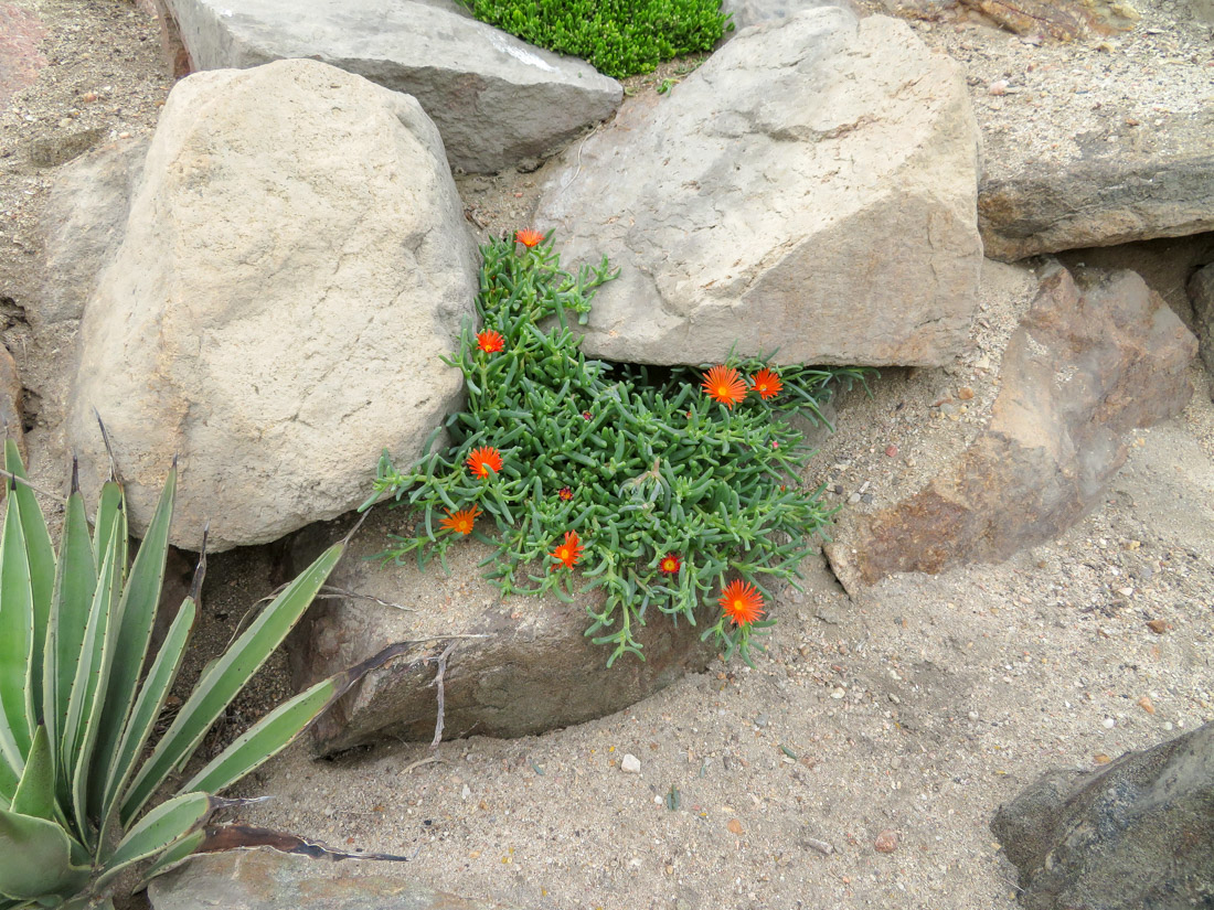 Image of familia Aizoaceae specimen.