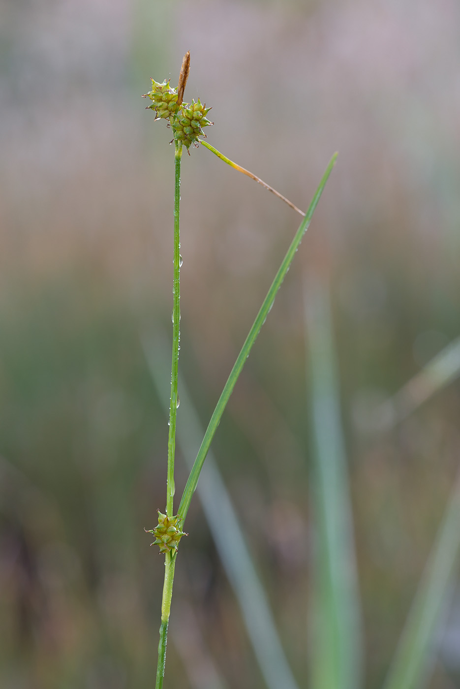 Image of Carex bergrothii specimen.