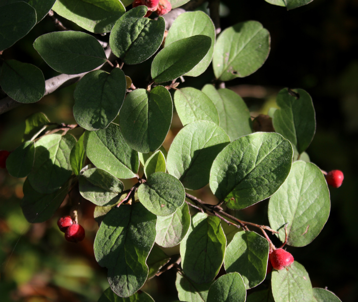 Image of Cotoneaster tomentosus specimen.