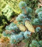 Picea pungens form glauca. Ветвь с созревающими шишками. Подмосковье, г. Одинцово, в культуре. Октябрь 2020 г.