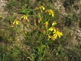 Senecio umbrosus