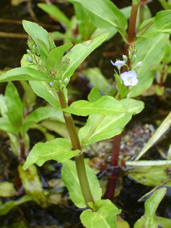 Image of Veronica americana specimen.