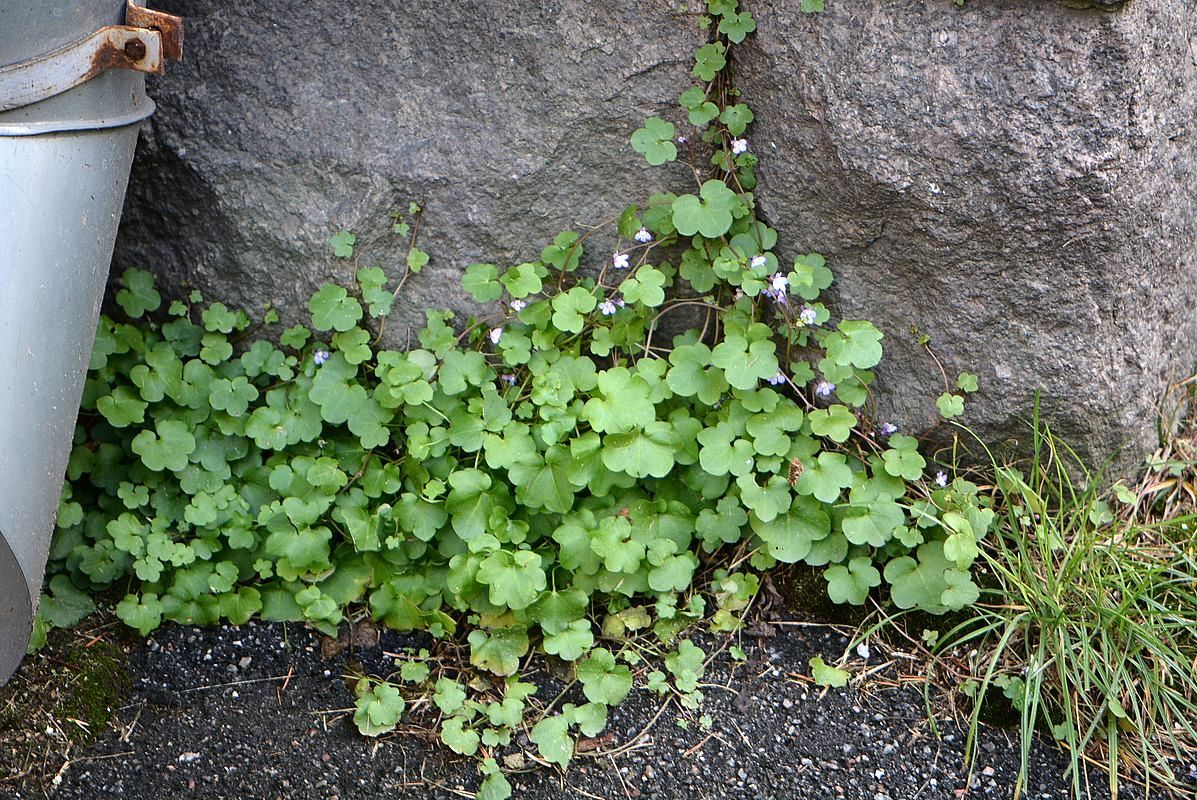 Image of Cymbalaria muralis specimen.