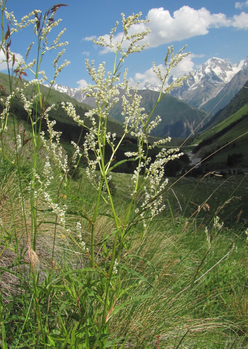 Image of Aconogonon alpinum specimen.