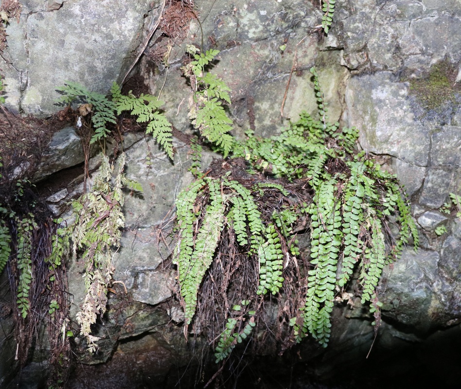 Изображение особи Asplenium trichomanes.