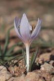 Colchicum triphyllum. Цветущее растение. Крым, Севастополь, Балаклава, гора Крепостная. 09.02.2021.