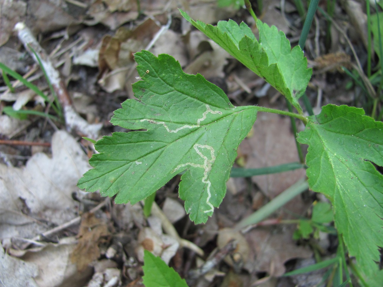 Image of Rubus caesius specimen.