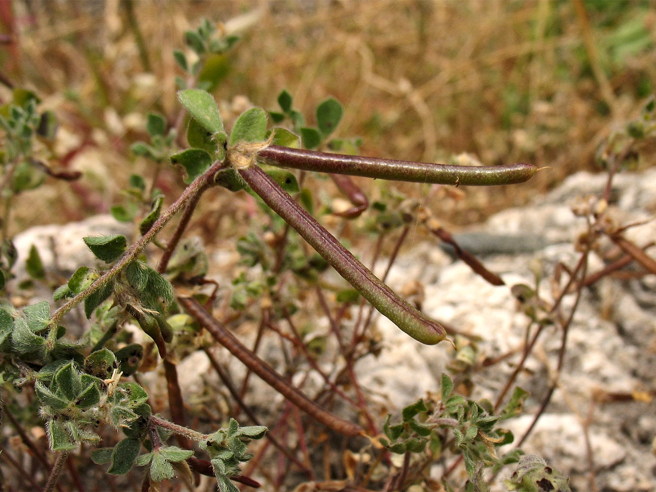 Image of Lotus peregrinus specimen.