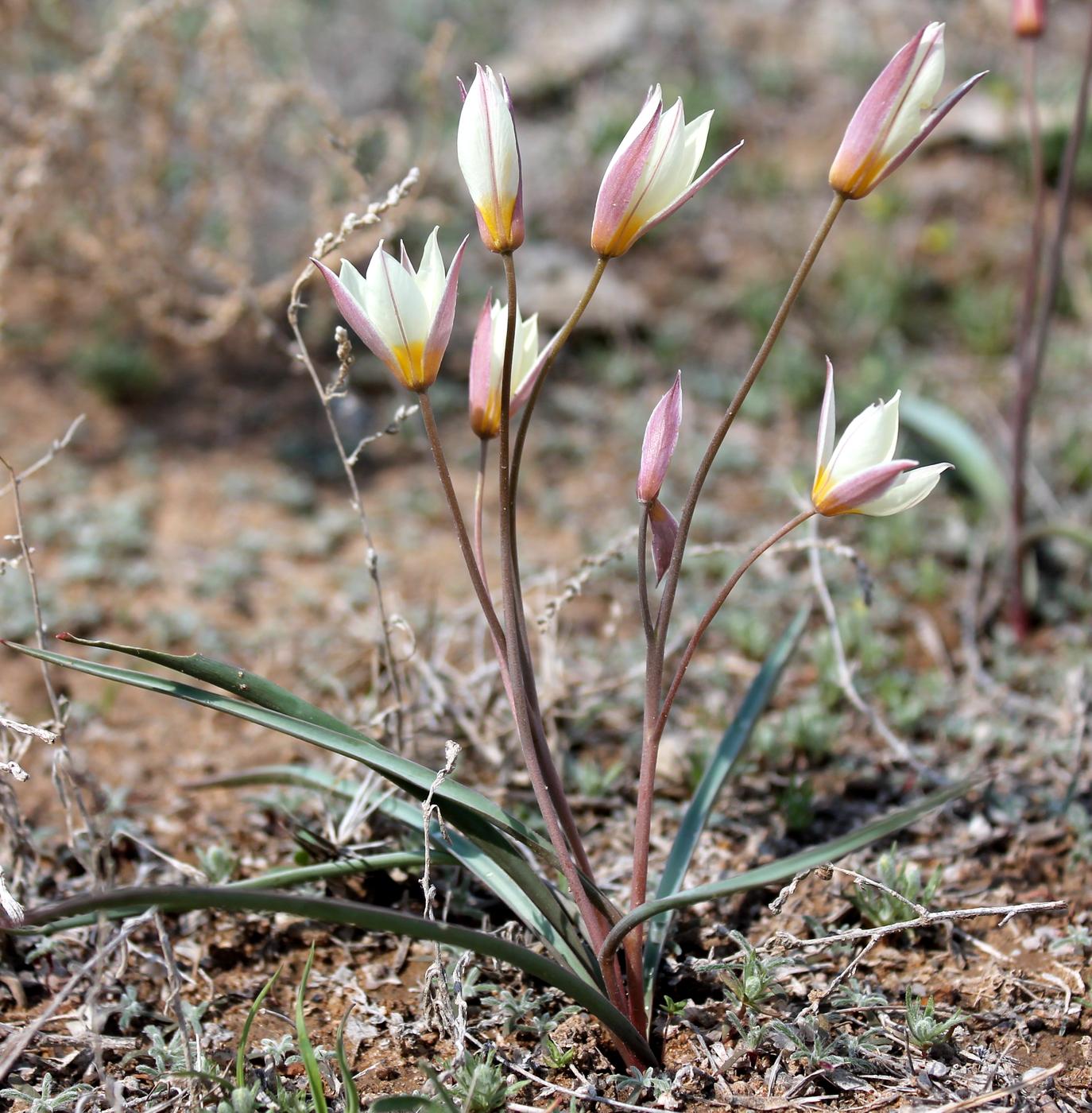 Изображение особи Tulipa buhseana.