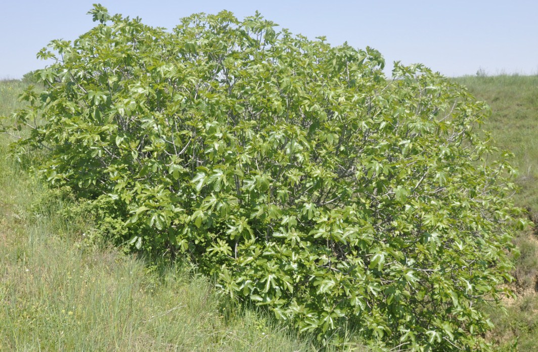 Image of Ficus carica specimen.