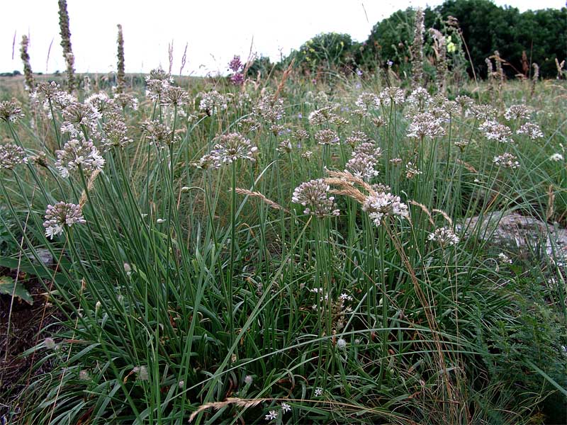 Изображение особи Allium denudatum.