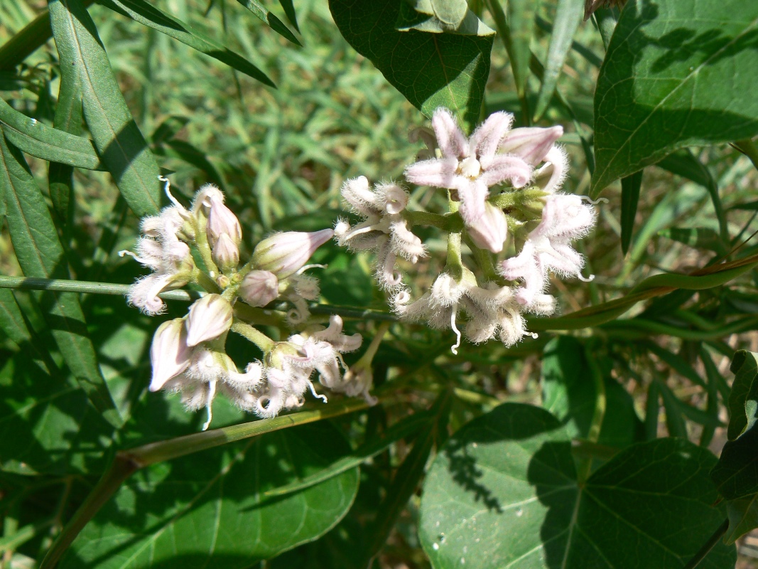 Image of Metaplexis japonica specimen.