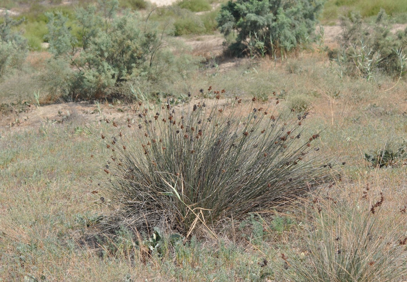 Изображение особи Juncus acutus.