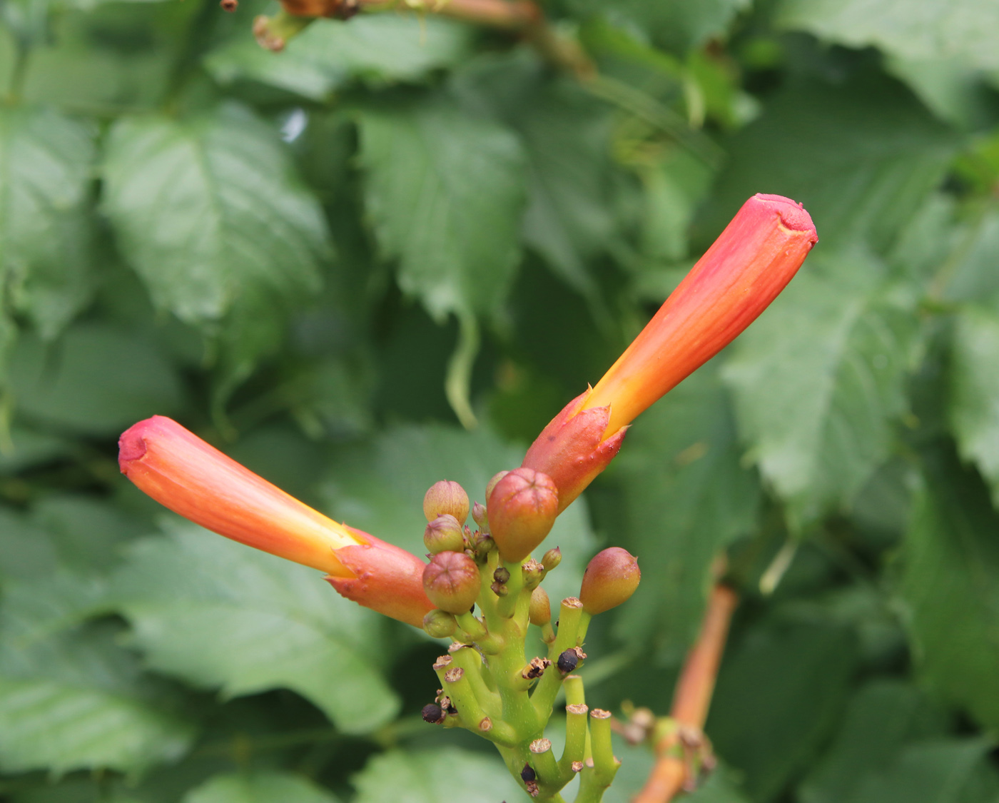 Image of Campsis radicans specimen.