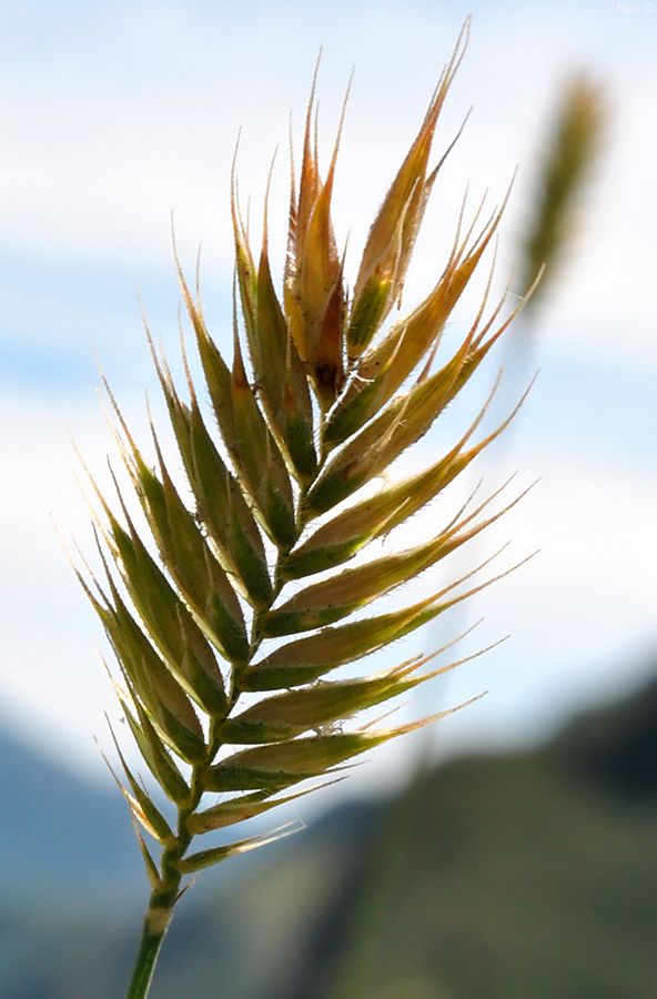 Изображение особи Agropyron pectinatum.