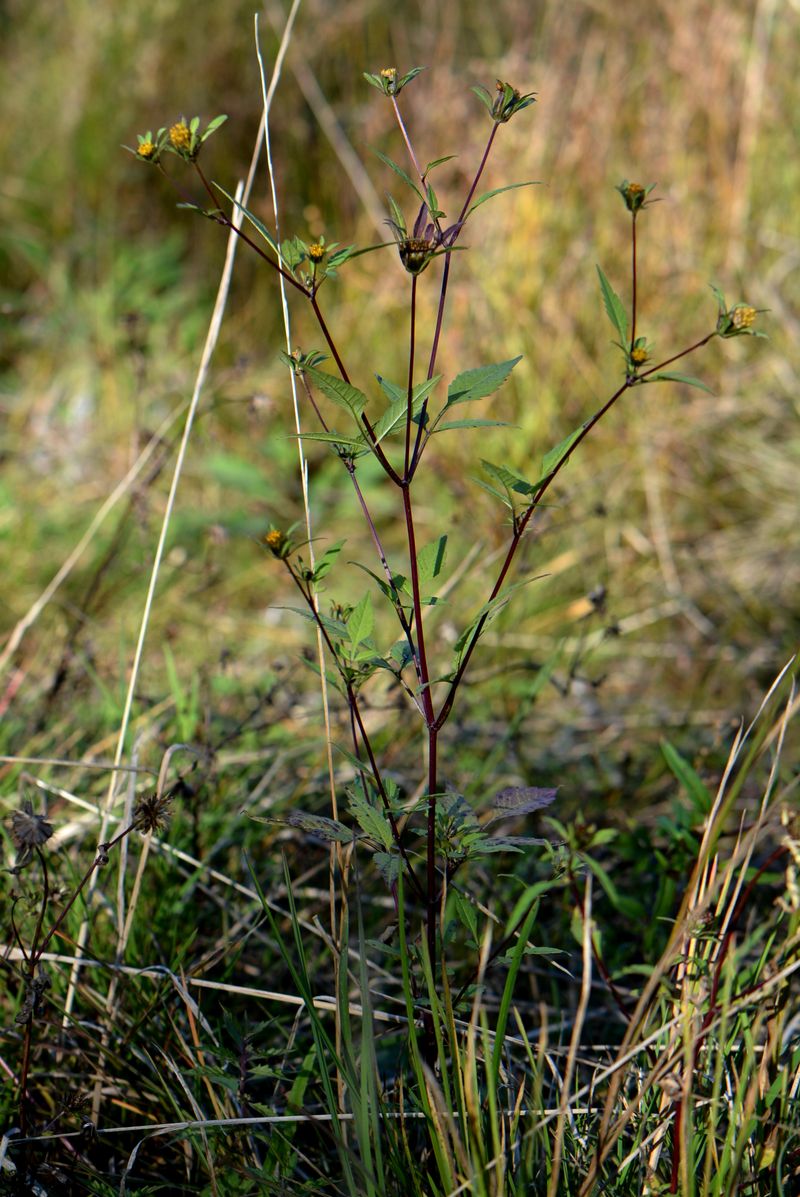 Изображение особи Bidens frondosa.