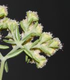 Eriogonum arborescens