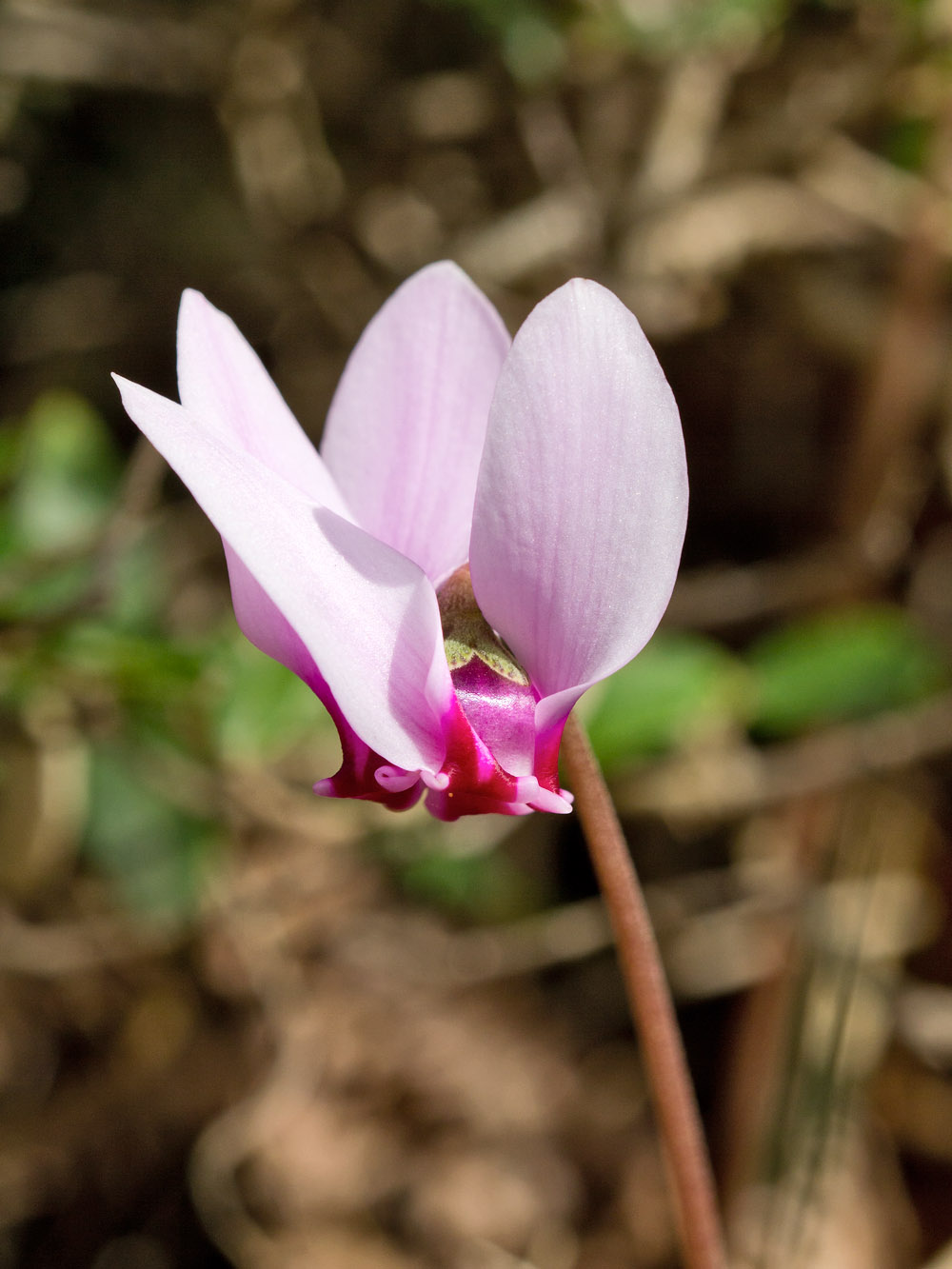 Image of Cyclamen hederifolium ssp. confusum specimen.