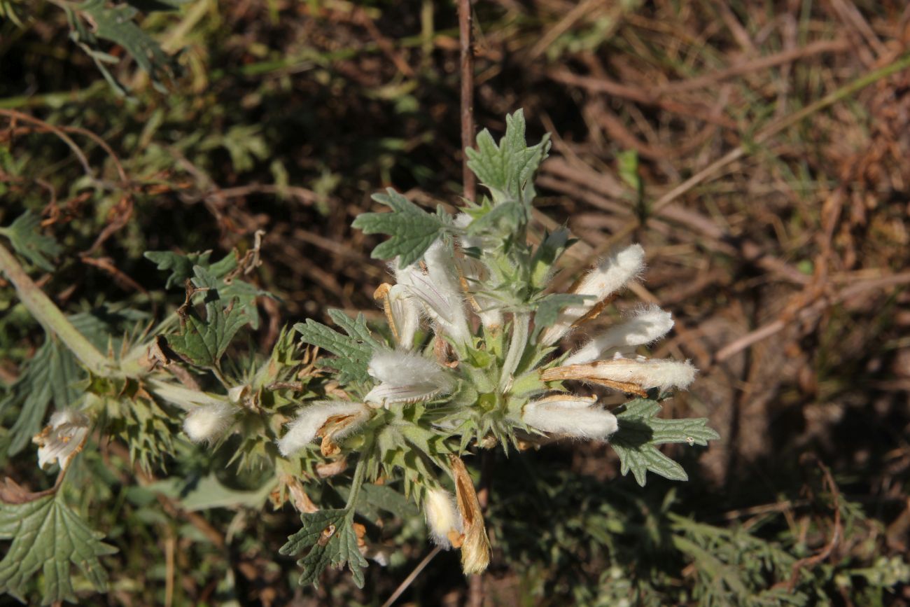 Image of Panzerina lanata specimen.