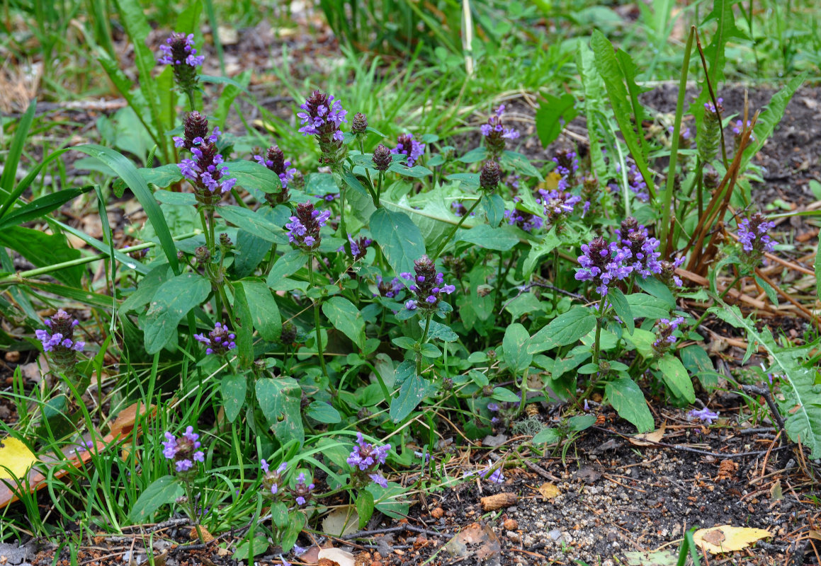 Изображение особи Prunella vulgaris.