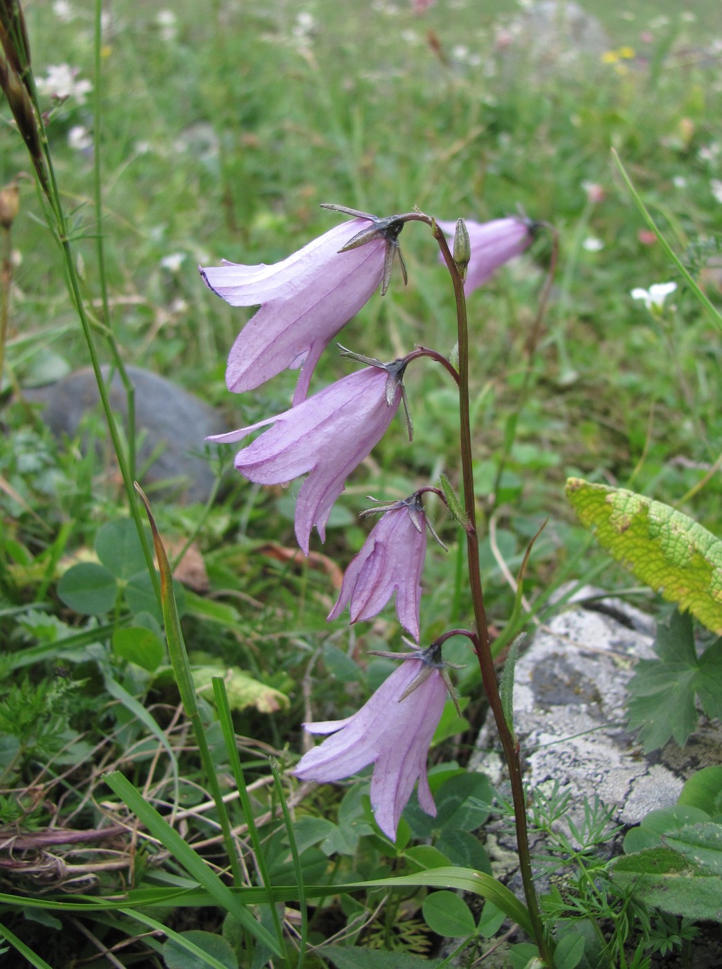 Image of Campanula collina specimen.