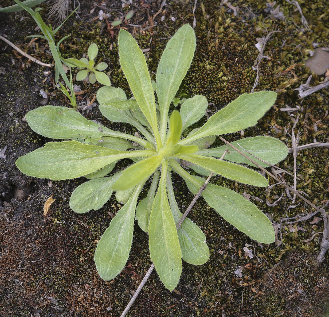 Image of Conyza canadensis specimen.