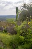 Ferula communis. Верхушка зацветающего растения. Израиль, окр. Латруна, на холме. 19.03.2022.