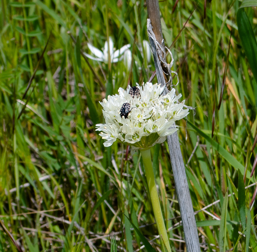 Image of Allium israeliticum specimen.