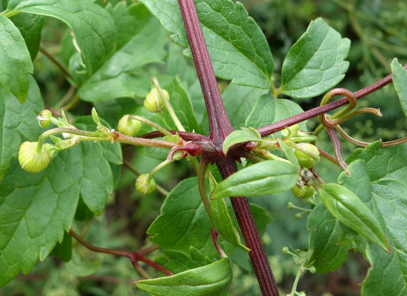 Изображение особи Clematis serratifolia.