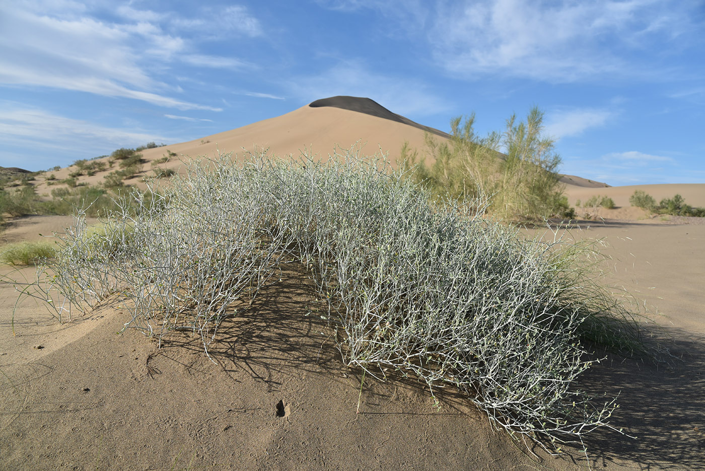 Изображение особи Astragalus cognatus.