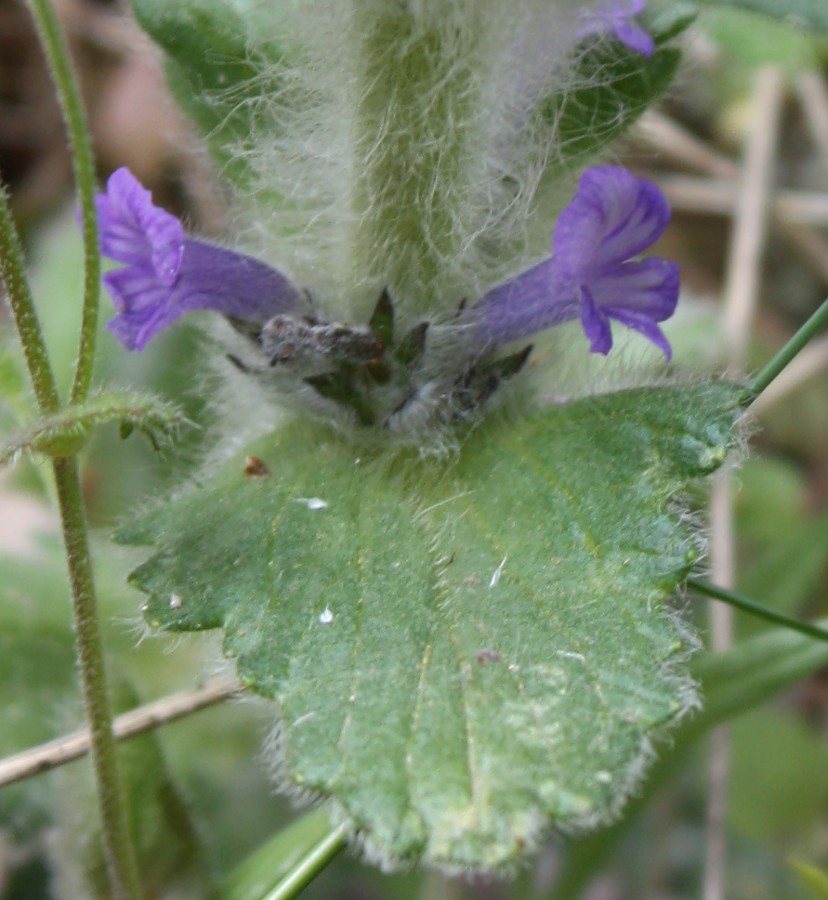 Изображение особи Ajuga orientalis.