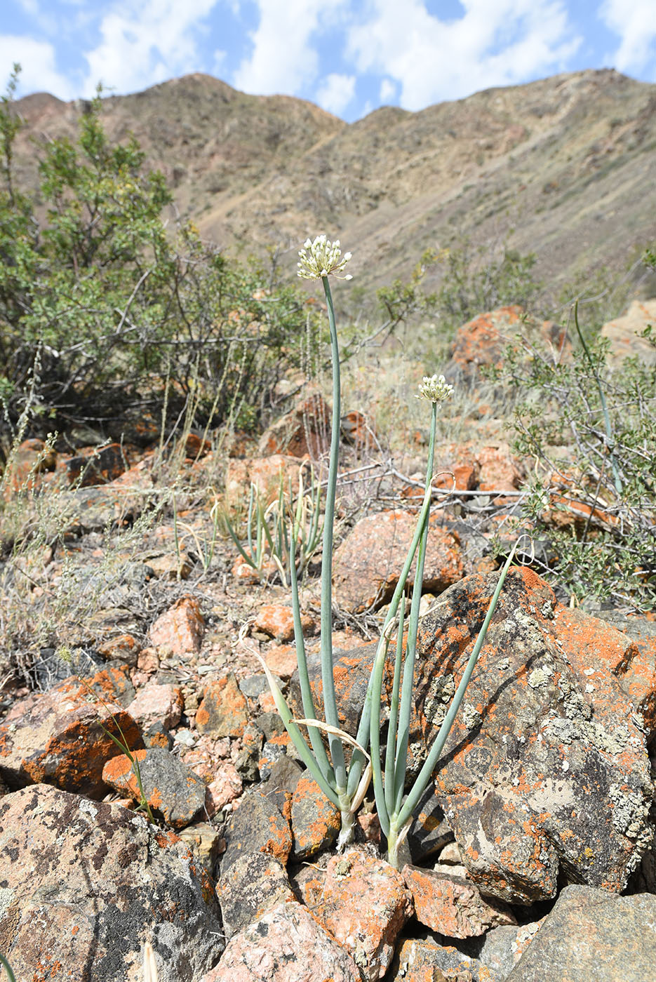 Image of Allium galanthum specimen.