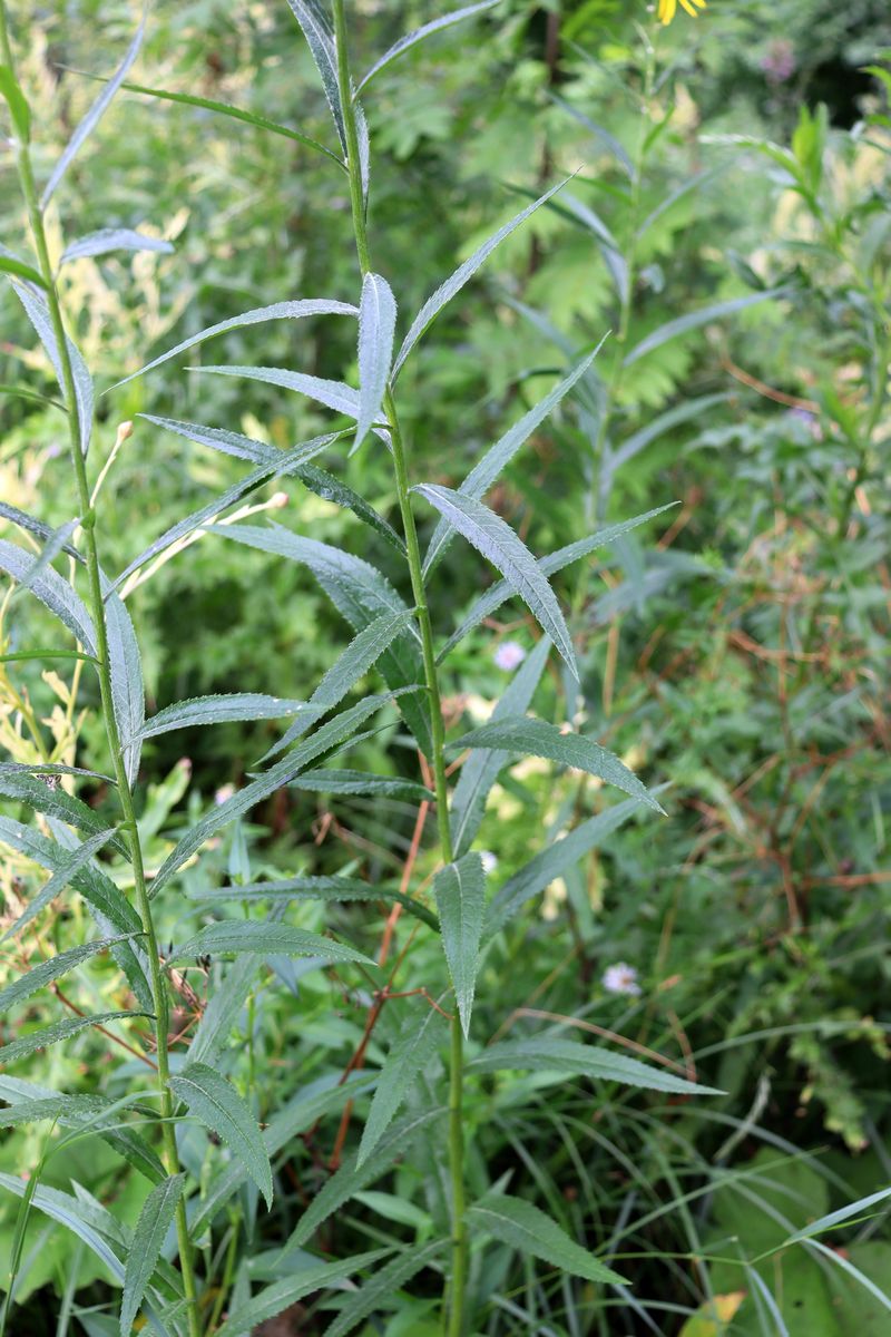 Изображение особи Senecio paludosus.