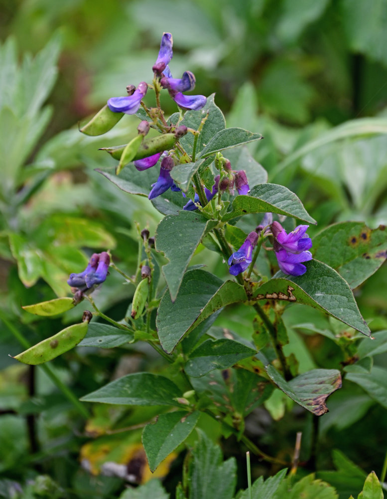 Изображение особи Vicia unijuga.