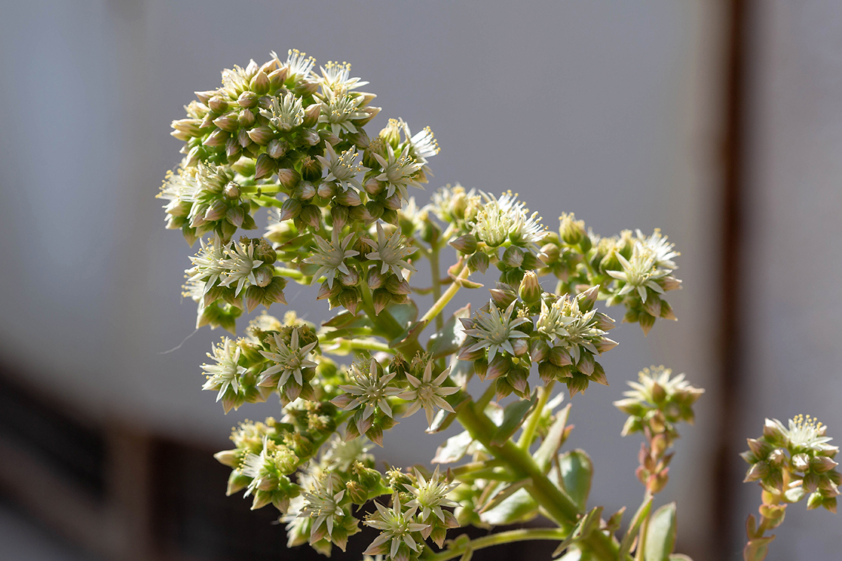 Изображение особи семейство Crassulaceae.