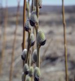 род Salix. Часть побега в начале цветения. Пермский край, Кунгурский р-н, окр. дер. Дейково, окр. ур. Греховская гора, обочина щебнистой дороги. 15.04.2023.