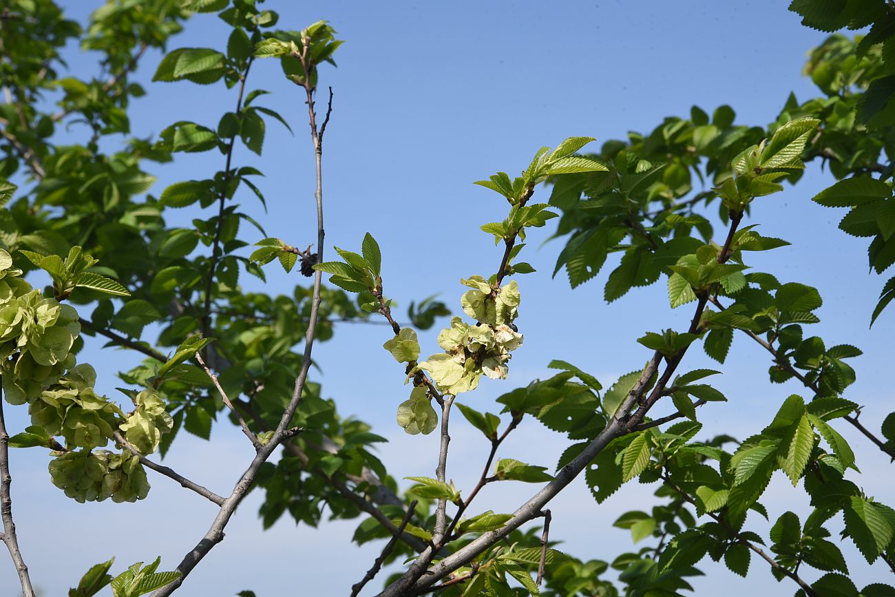 Image of Ulmus minor specimen.