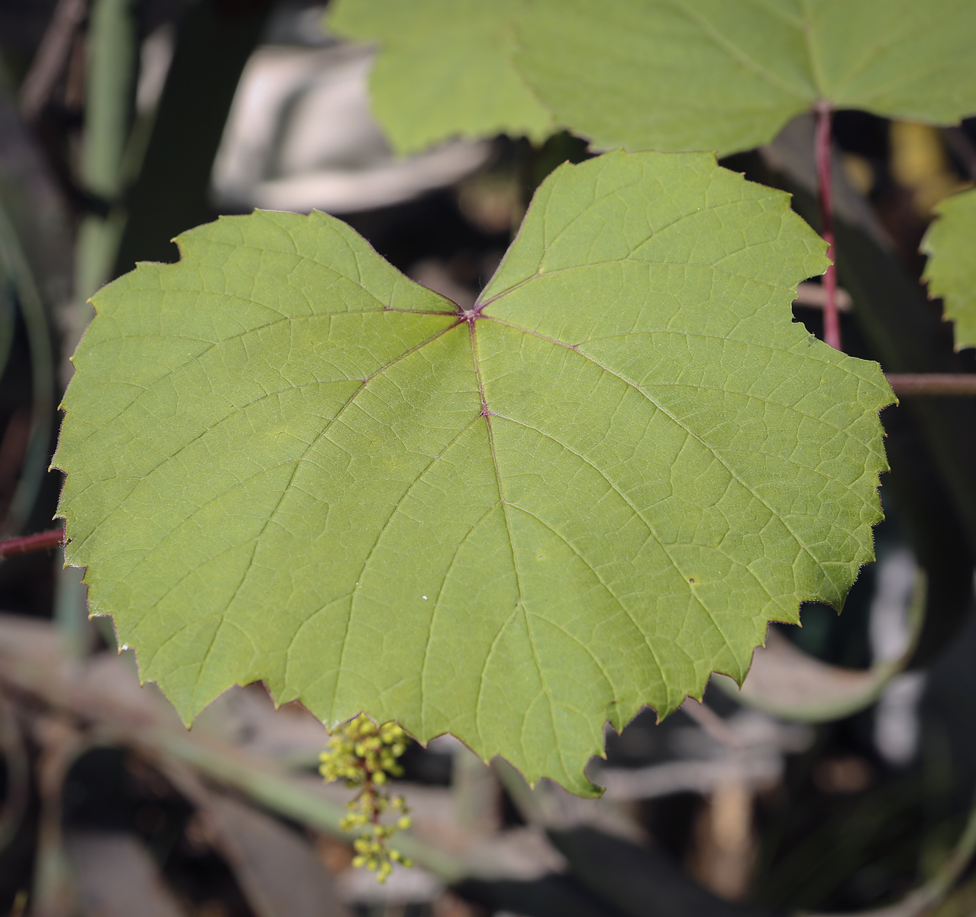 Изображение особи Vitis amurensis.