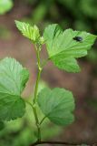 Physocarpus opulifolius. Побег с формирующимся соцветием и отдыхающей мухой. Карельский перешеек, окр. Сертолово, просека в смешанном лесу. 05.06.2021.